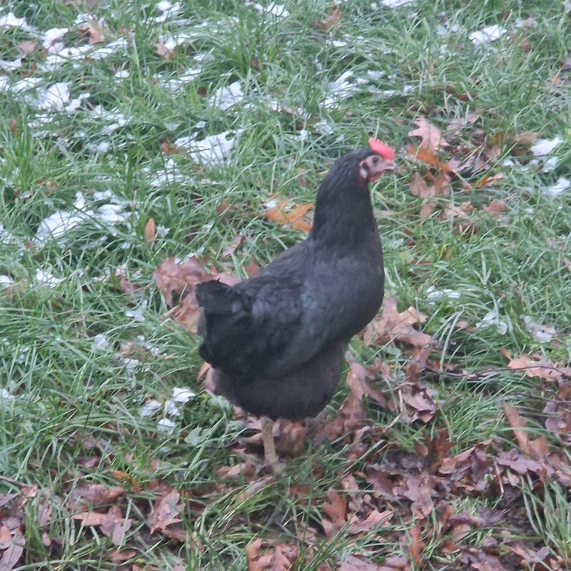 Schwarze Bovan