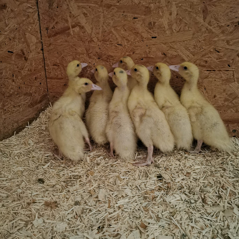 Enten