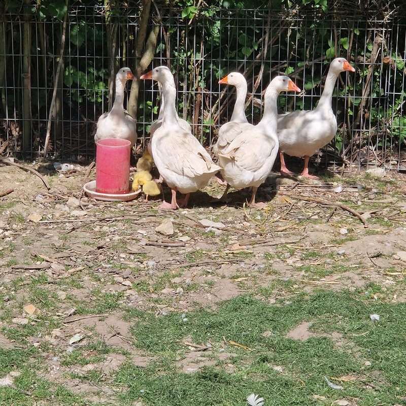 Gänse
