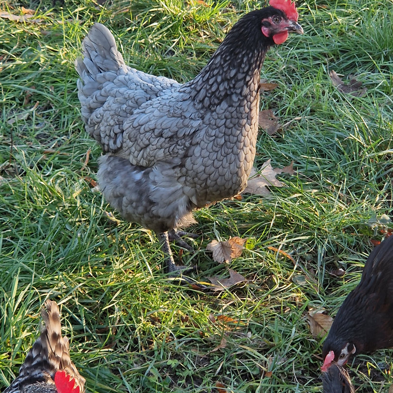 Königsberger
